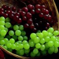В Геленджике будет перевыполнен план по сбору винограда